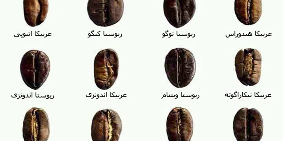تاریخچه قهوه و طرز تهیه انواع آن /انواع قهوه از نظر نژاد (عربیکا، روبوستا، لیبریکا)